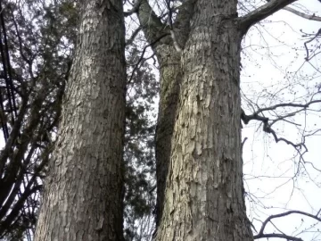 [Hearth.com] Front yard tree ID