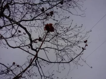 [Hearth.com] Front yard tree ID