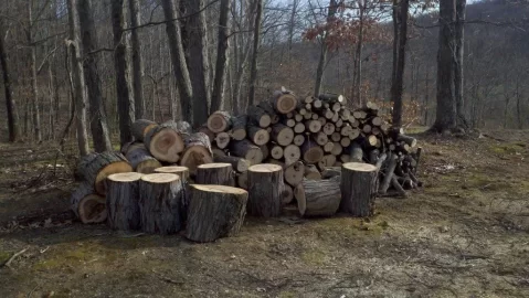 [Hearth.com] Hickory (Finally got some split)