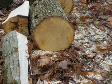 [Hearth.com] Two Types/ ID