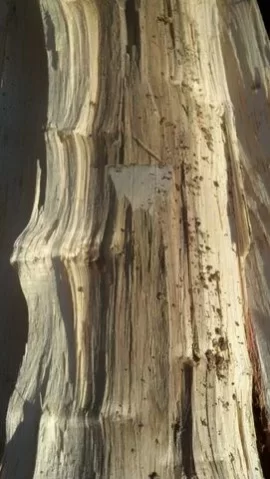 [Hearth.com] wood identification and newbie questions