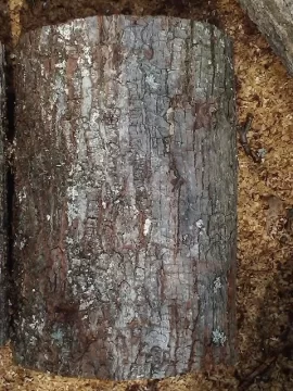 [Hearth.com] Wood ID.........from a scrounge