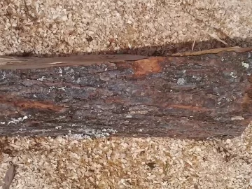 [Hearth.com] Wood ID.........from a scrounge
