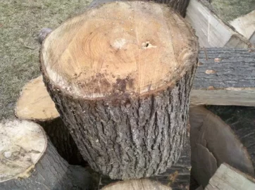 [Hearth.com] My first scrounge - Wood ID