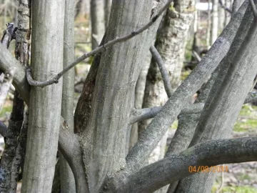 [Hearth.com] Tree I.D.