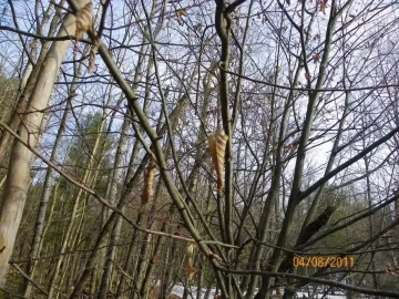 [Hearth.com] Tree I.D.