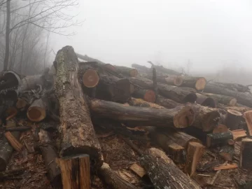 [Hearth.com] C L find and wood I D