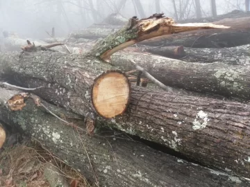 [Hearth.com] C L find and wood I D