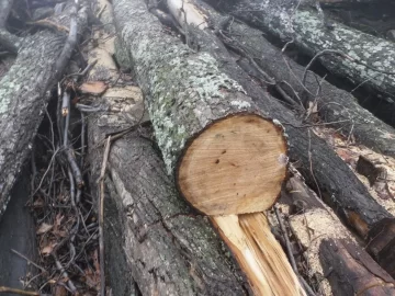 [Hearth.com] C L find and wood I D