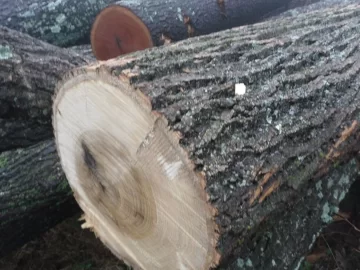 [Hearth.com] C L find and wood I D