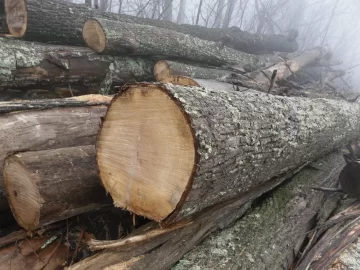 [Hearth.com] C L find and wood I D