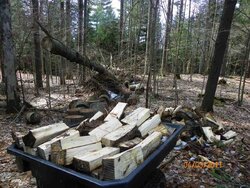Cleaning Up the Woods Part 1