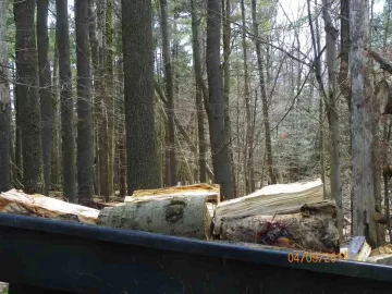 [Hearth.com] Cleaning Up the Woods Part 1