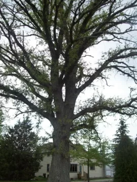 [Hearth.com] huge oak to come down