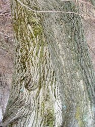 pasture tree bark.jpg