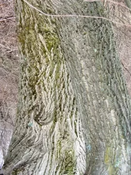 [Hearth.com] A couple of ID's please