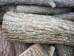 softwood bark.jpg