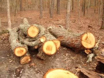 [Hearth.com] Did a little splitting...