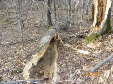 [Hearth.com] 2nd Beech Down