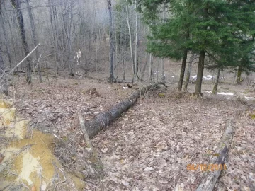 [Hearth.com] More Blow Down
