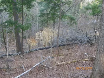 [Hearth.com] More Blow Down