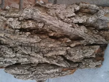 [Hearth.com] Wood Id Please