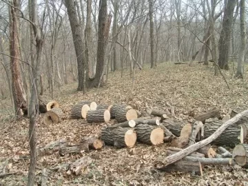 [Hearth.com] Good Start on cleanup of deadfall & a few snags at parent's acreage today
