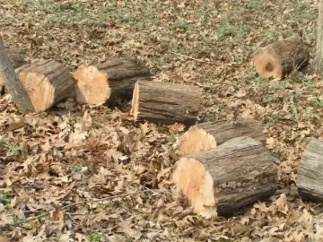 [Hearth.com] Good Start on cleanup of deadfall & a few snags at parent's acreage today