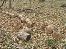 Good Start on cleanup of deadfall & a few snags at parent's acreage today