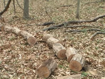 [Hearth.com] Good Start on cleanup of deadfall & a few snags at parent's acreage today