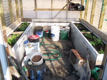 [Hearth.com] Green house tomatoes doing good so far
