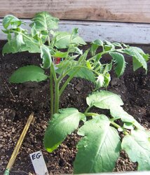 Green house tomatoes doing good so far