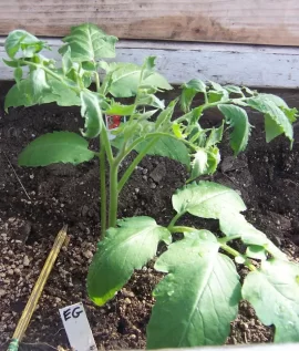 [Hearth.com] Green house tomatoes doing good so far