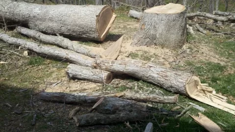 [Hearth.com] Got a nice white Oak down last night