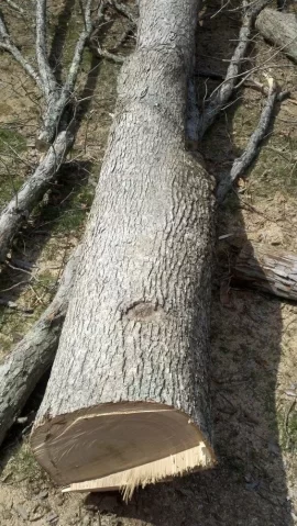 [Hearth.com] Got a nice white Oak down last night