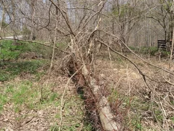 [Hearth.com] Thorns On Tree