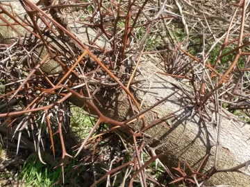 [Hearth.com] Thorns On Tree