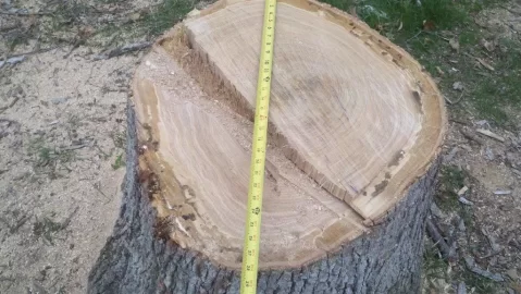 [Hearth.com] Got a nice white Oak down last night