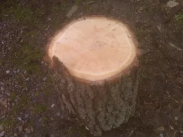 [Hearth.com] Wood Id (Help...) (Pretty please?...)
