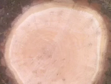 [Hearth.com] Wood Id (Help...) (Pretty please?...)