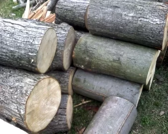 [Hearth.com] wood ID, curly maple?