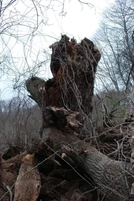 [Hearth.com] Massive Ash takes revenge on WoodButcher