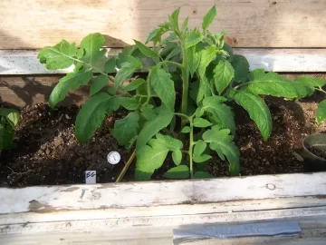 [Hearth.com] Greenhouse update pics