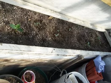 [Hearth.com] Greenhouse update pics