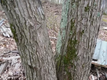 [Hearth.com] wood ID, curly maple?
