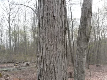 [Hearth.com] What kind of Maple?
