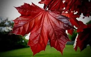 [Hearth.com] What kind of Maple?