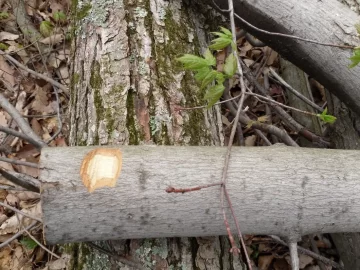 [Hearth.com] What kind of Maple?
