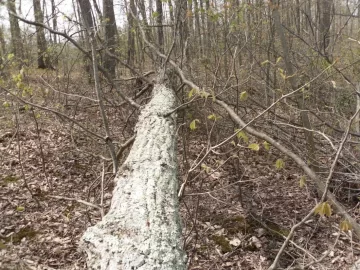 [Hearth.com] Leaves on grounded trees