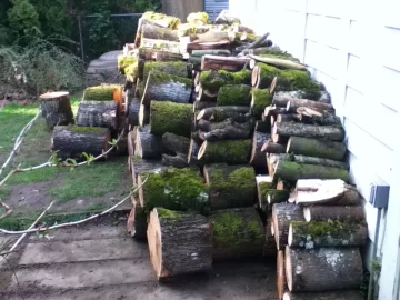 [Hearth.com] Newbie with some questions and tree ID